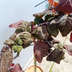 Lieska obyčajná (Corylus avellana) ´RED MAJESTIC´ - výška 60-80 cm, kont. C5L - NA KMIENKU